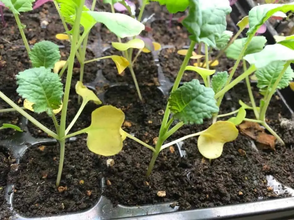 Why cabbage seedlings turn yellow and dry 