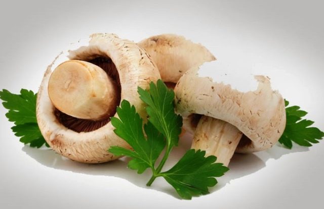 Why champignons are useful for the body: fresh, fried, canned, contraindications