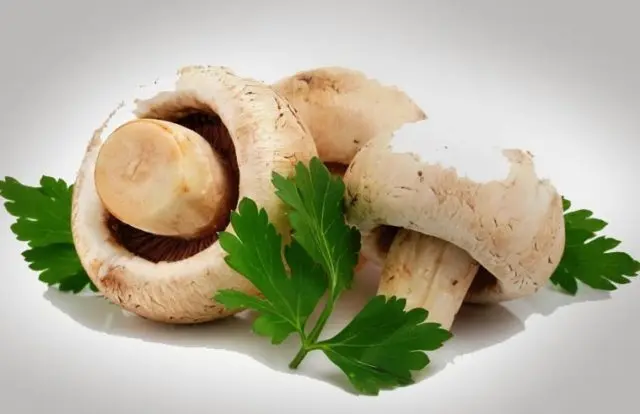 Why champignons are useful for the body: fresh, fried, canned, contraindications