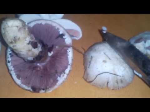 Why champignons in the section (inside) are black, blacken when frying: reasons, can they be eaten