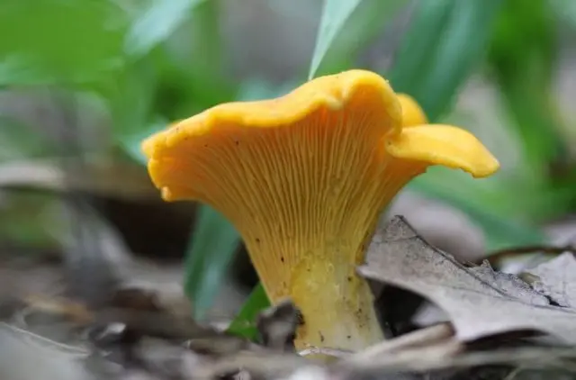 Why chanterelles are bitter and how to remove bitterness from mushrooms