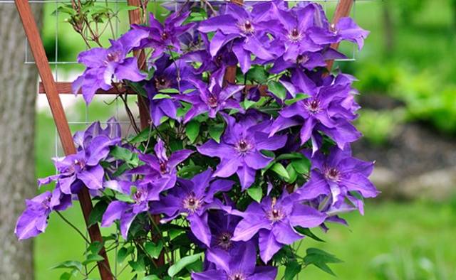 Why clematis does not bloom