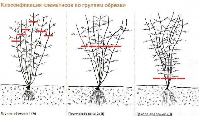 Why clematis does not bloom