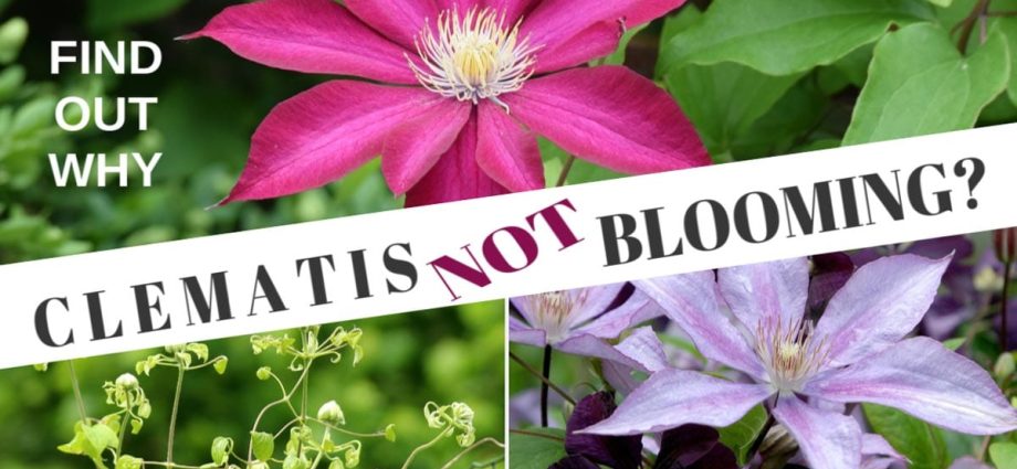 Why clematis does not bloom