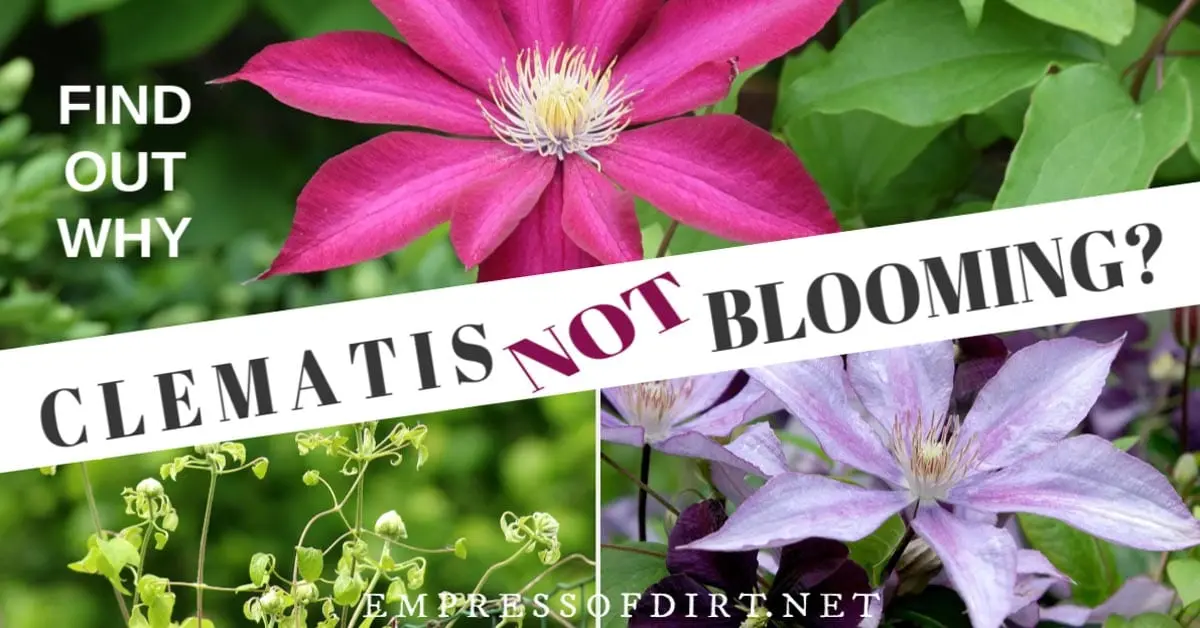 Why clematis does not bloom