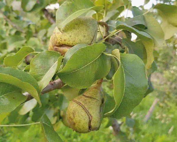 Why cracked pears on a tree