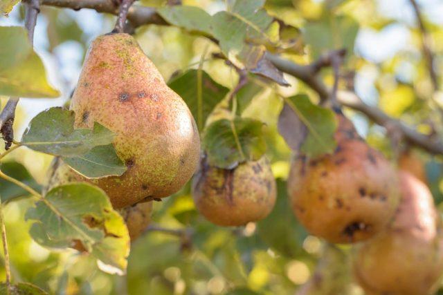 Why cracked pears on a tree