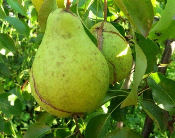 Why cracked pears on a tree