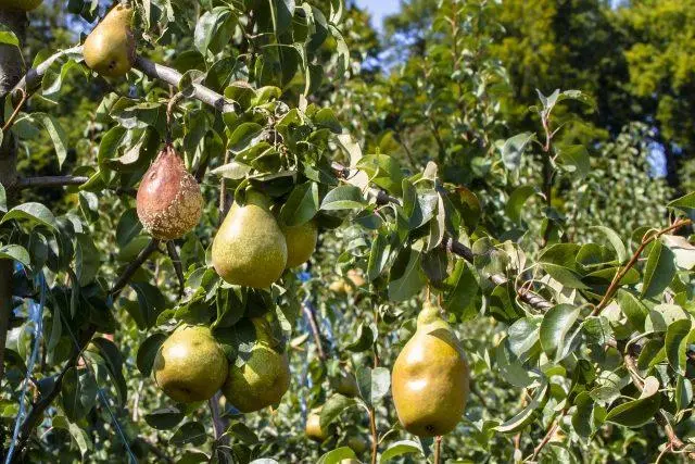 Why cracked pears on a tree