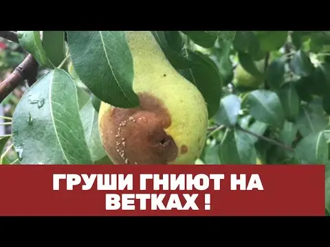 Why cracked pears on a tree