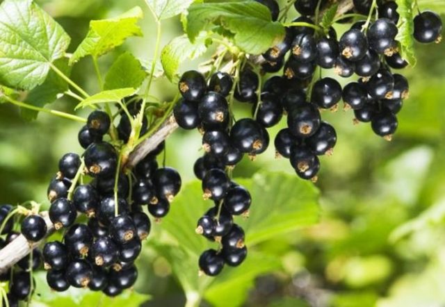 Why currant leaves turn yellow in spring, in May and what to do