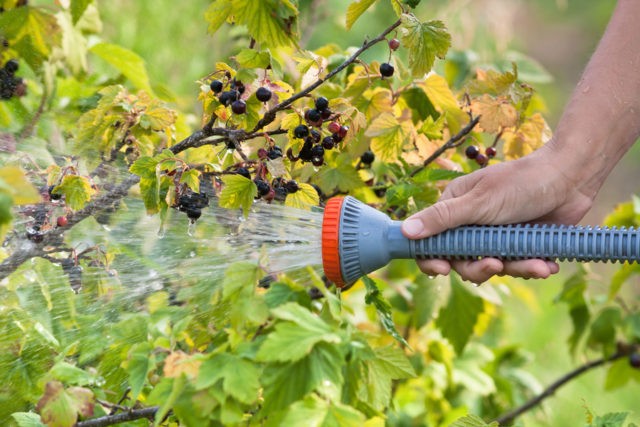 Why currant leaves turn yellow in spring, in May and what to do