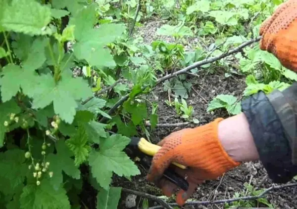 Why currant leaves turn yellow in spring, in May and what to do