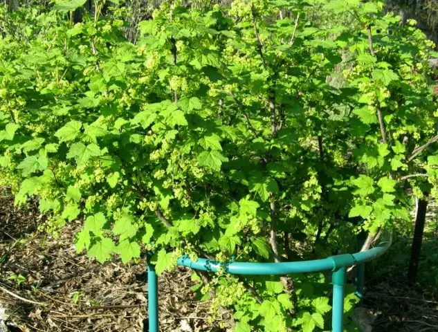 Why currant leaves turn yellow in spring, in May and what to do