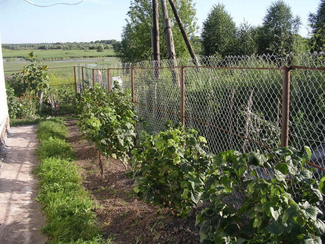 Why currant leaves turn yellow in spring, in May and what to do