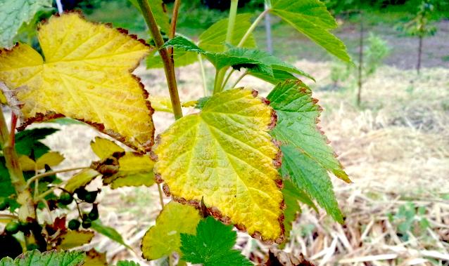 Why currant leaves turn yellow in spring, in May and what to do