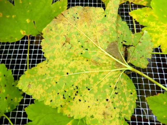 Why currant leaves turn yellow in spring, in May and what to do