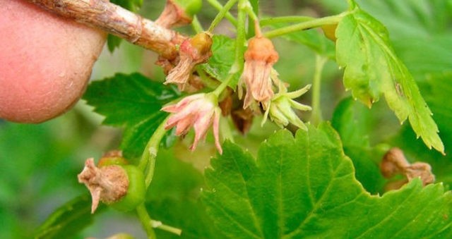 Why currant leaves turn yellow in spring, in May and what to do