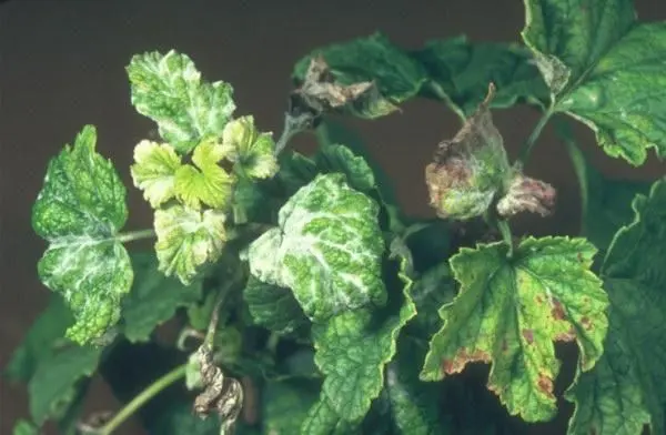 Why currant leaves turn yellow in spring, in May and what to do