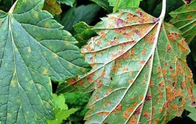 Why currant leaves turn yellow in spring, in May and what to do