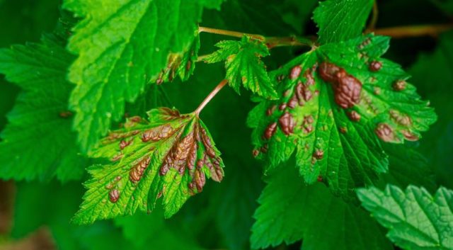 Why currant leaves turn yellow in spring, in May and what to do