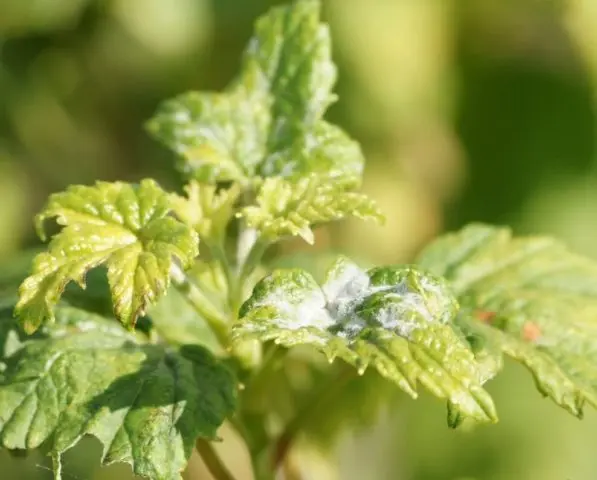 Why currant leaves turn yellow in spring, in May and what to do