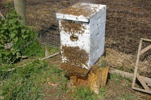 Why do bees leave the hive in autumn?