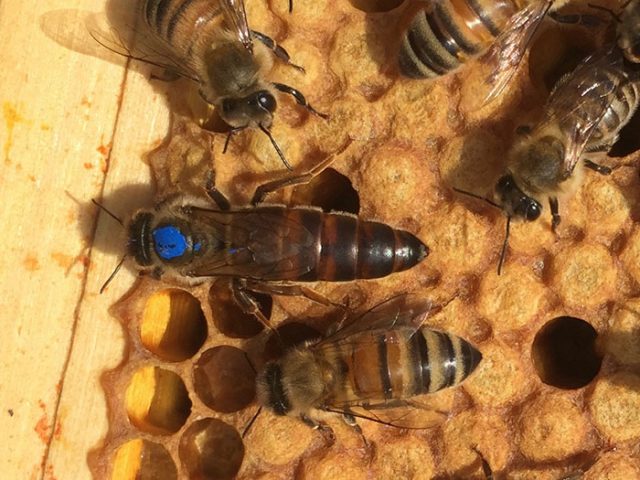 Why do bees leave the hive in autumn?