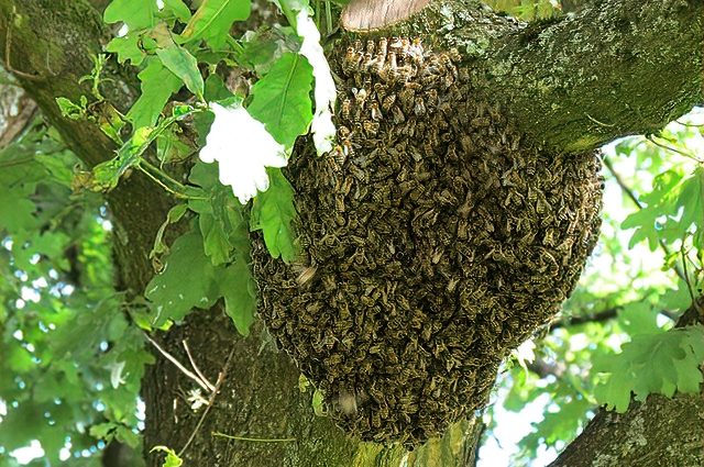 Why do bees leave the hive in autumn?