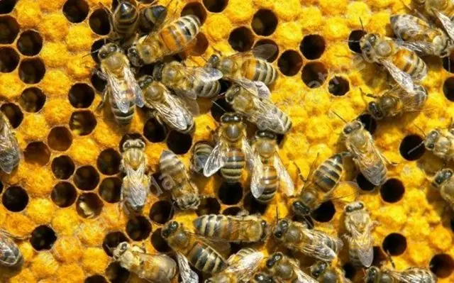 Why do bees need honey