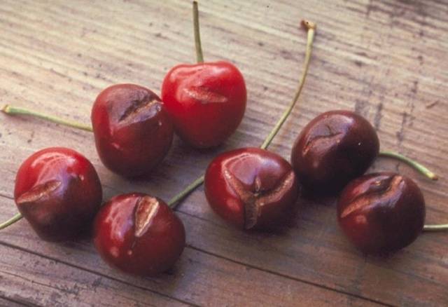 Why do cherries crack