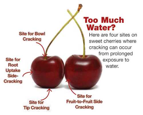 Why do cherries crack