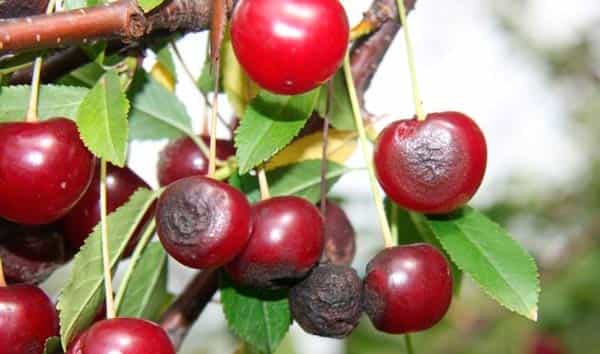 Why do cherry berries dry: on a tree, on branches, after ripening