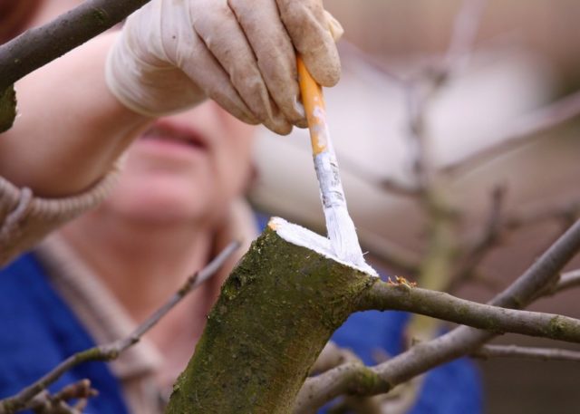 Why do cherry berries dry: on a tree, on branches, after ripening