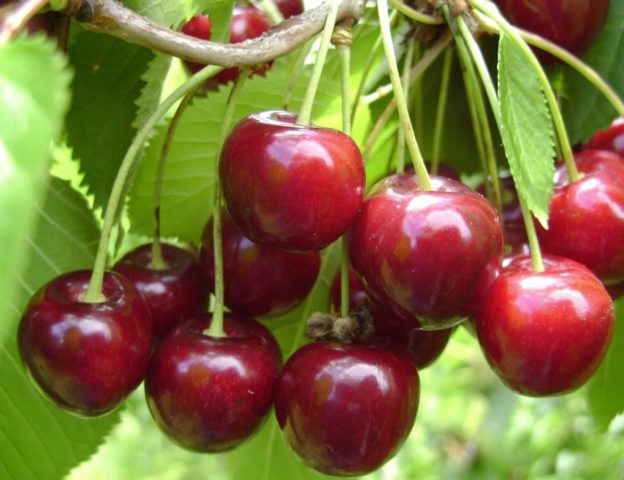 Why do cherry berries dry: on a tree, on branches, after ripening