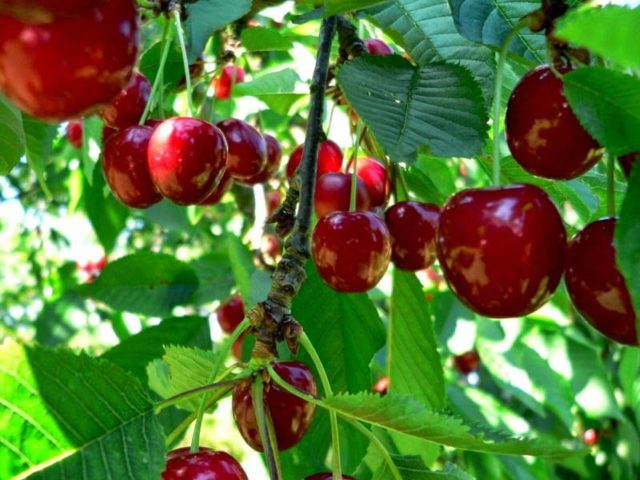 Why do cherry berries dry: on a tree, on branches, after ripening