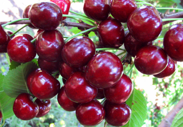 Why do cherry berries dry: on a tree, on branches, after ripening