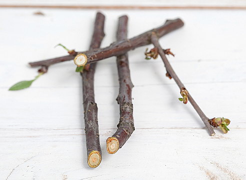 Why do cherry berries dry: on a tree, on branches, after ripening