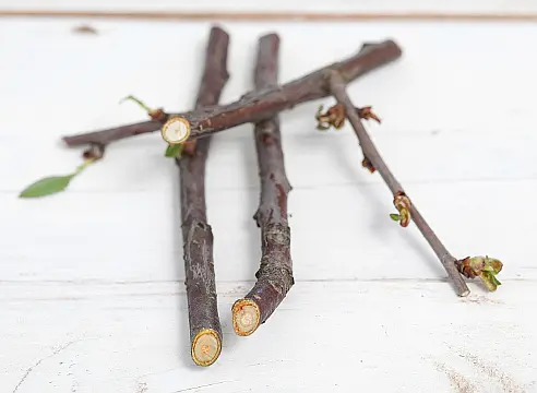 Why do cherry berries dry: on a tree, on branches, after ripening