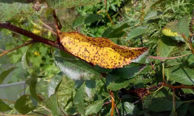 Why do cherry berries dry: on a tree, on branches, after ripening