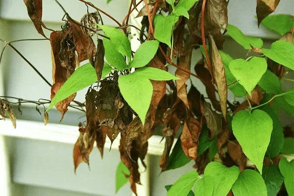 Why do clematis leaves turn yellow and dry: what to do