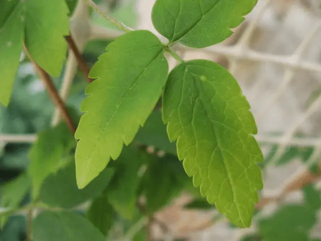 Why do clematis leaves turn yellow and dry: what to do