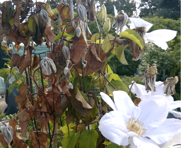 Why do clematis leaves turn yellow and dry: what to do