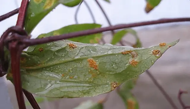 Why do clematis leaves turn yellow and dry: what to do