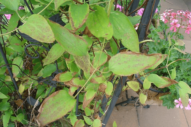 Why do clematis leaves turn yellow and dry: what to do