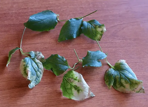 Why do clematis leaves turn yellow and dry: what to do