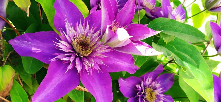 Why do clematis leaves turn yellow and dry: what to do