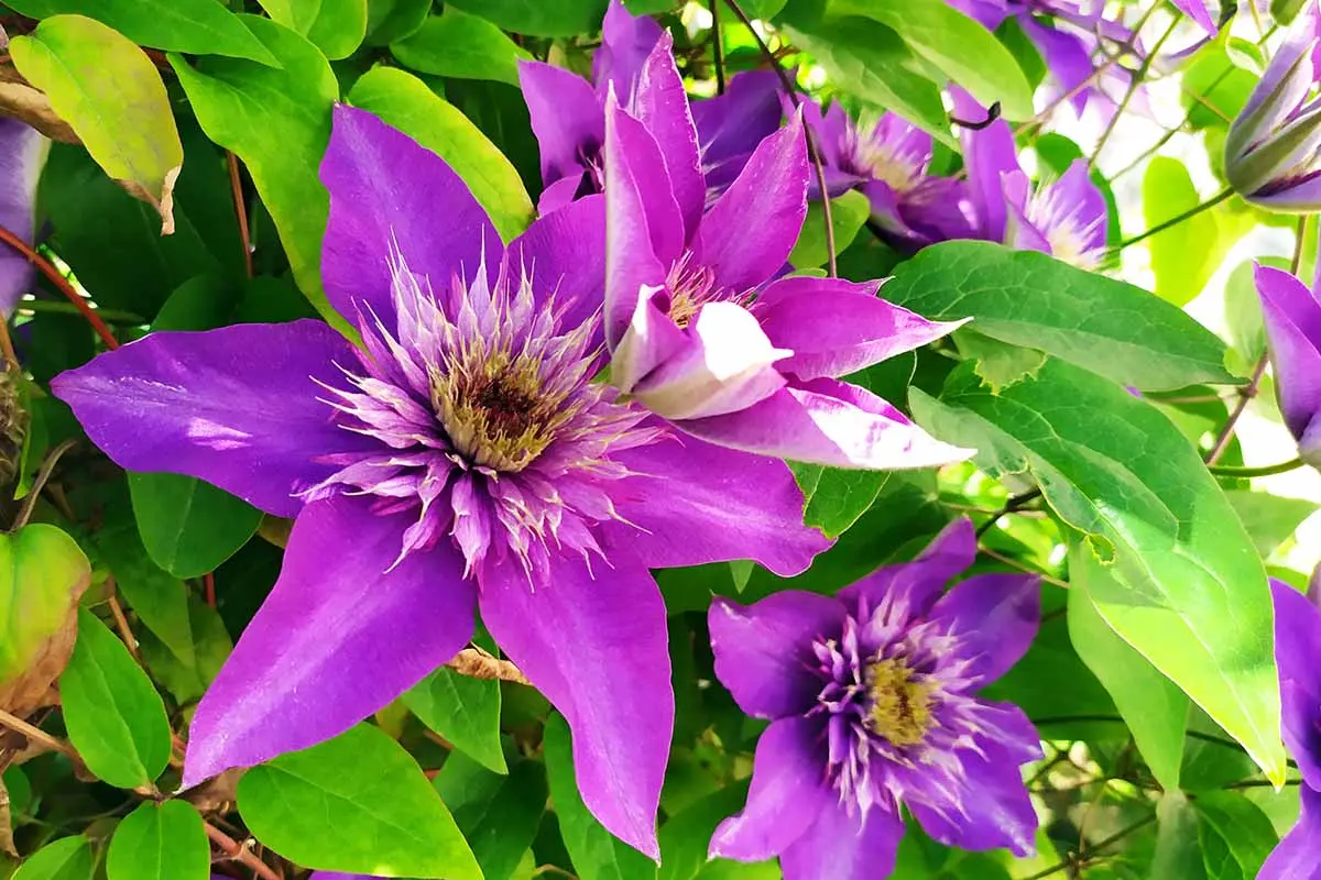 Why do clematis leaves turn yellow and dry: what to do