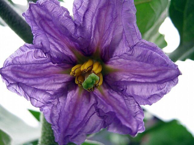 Why do eggplant flowers fall in a greenhouse and what to do