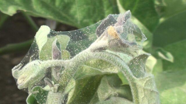 Why do eggplant flowers fall in a greenhouse and what to do